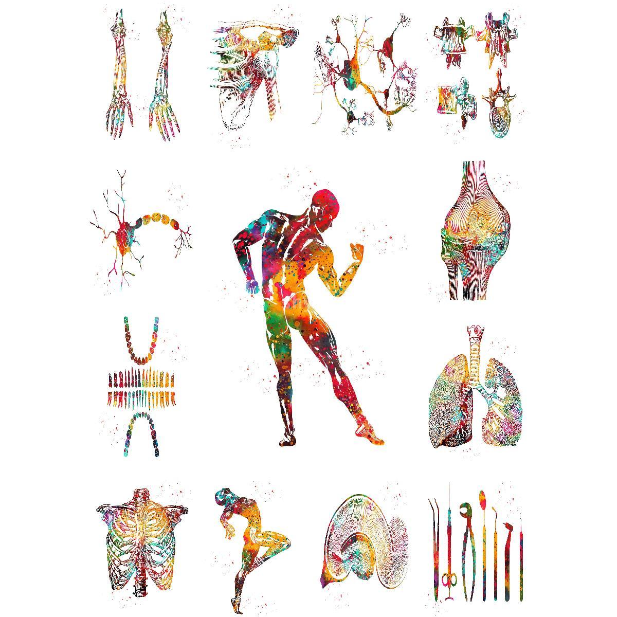 Anatomical Muscle Structure Po - Interior Design Education ulasan dan harga